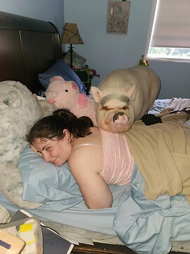 Hamlet_therapy_pig_in_action