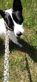 Rosie my 11 month old puppy