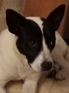 My dog Rosie, learning fast, growing strong. 