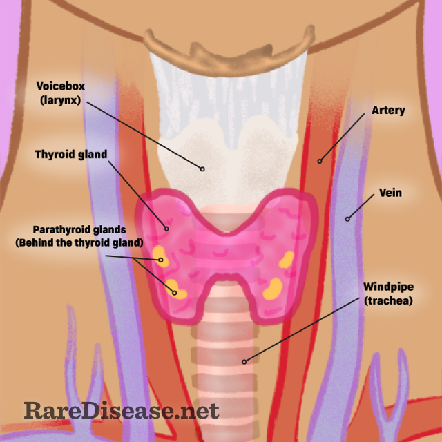 Your parathyroid glands are tiny glands located in the neck, just behind your thyroid.